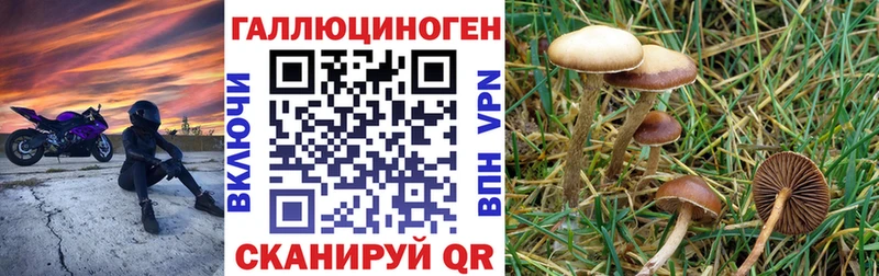 Псилоцибиновые грибы Psilocybe  Видное 